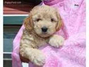 Goldendoodle Puppy for sale in Williamsport, IN, USA