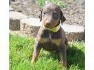 Doberman Pinscher Puppy for sale in Lagrange, IN, USA
