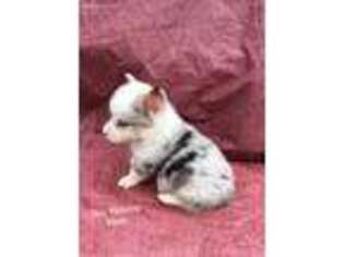 Pembroke Welsh Corgi Puppy for sale in Trinity, TX, USA