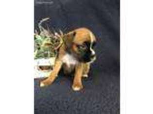 Boxer Puppy for sale in Bethalto, IL, USA