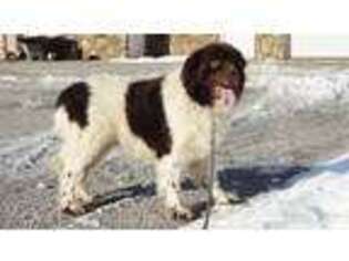 Newfoundland Puppy for sale in Apple Creek, OH, USA