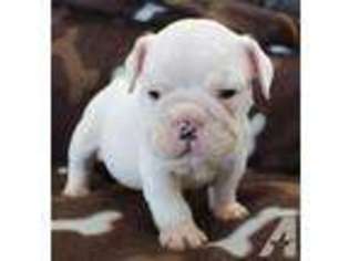 Bulldog Puppy for sale in OROVILLE, WA, USA