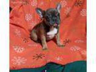 French Bulldog Puppy for sale in Blooming Prairie, MN, USA