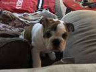 Bulldog Puppy for sale in Evans, GA, USA