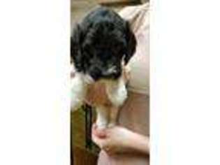 Labradoodle Puppy for sale in Shelton, WA, USA