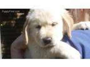 Golden Retriever Puppy for sale in Necedah, WI, USA