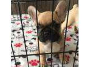 French Bulldog Puppy for sale in Rancho Cucamonga, CA, USA