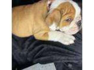 Bulldog Puppy for sale in Indianapolis, IN, USA