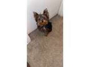 Yorkshire Terrier Puppy for sale in Norcross, GA, USA