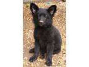 German Shepherd Dog Puppy for sale in Iva, SC, USA