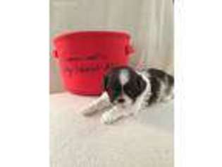 Mutt Puppy for sale in North Myrtle Beach, SC, USA