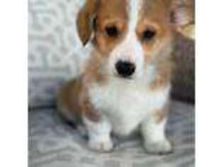 Pembroke Welsh Corgi Puppy for sale in Yorba Linda, CA, USA