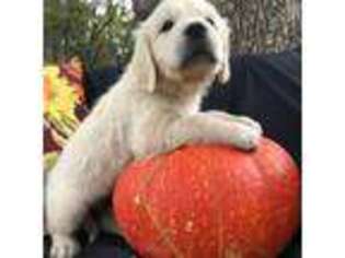 Golden Retriever Puppy for sale in Morris, OK, USA