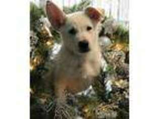German Shepherd Dog Puppy for sale in Brighton, MI, USA
