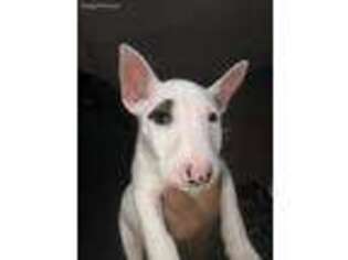 Bull Terrier Puppy for sale in Panorama City, CA, USA