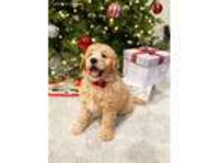 Goldendoodle Puppy for sale in Hicksville, NY, USA