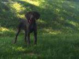 German Shorthaired Pointer Puppy for sale in Cleveland, TN, USA