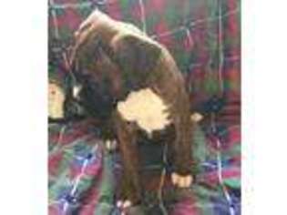 Boxer Puppy for sale in Marlette, MI, USA