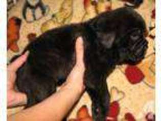 Mutt Puppy for sale in Chagrin Falls, OH, USA