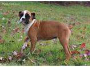 Boxer Puppy for sale in Chaptico, MD, USA