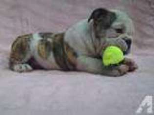 Bulldog Puppy for sale in CARBONADO, WA, USA