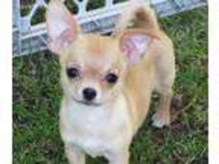 Chihuahua Puppy for sale in Elkhart Lake, WI, USA