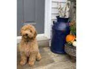 Labradoodle Puppy for sale in Whitingham, VT, USA