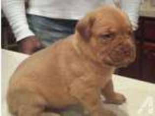 American Bull Dogue De Bordeaux Puppy for sale in TAYLORS, SC, USA