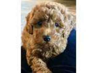 Mutt Puppy for sale in Downers Grove, IL, USA