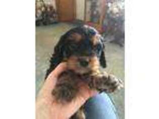 Cavapoo Puppy for sale in Croswell, MI, USA
