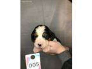 English Springer Spaniel Puppy for sale in Mahomet, IL, USA