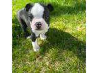 Boston Terrier Puppy for sale in Dyersville, IA, USA
