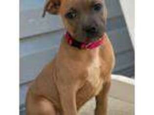 Staffordshire Bull Terrier Puppy for sale in Louisa, KY, USA