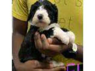 Mutt Puppy for sale in Macon, GA, USA