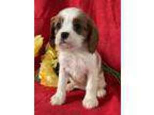 Cavalier King Charles Spaniel Puppy for sale in Orrville, OH, USA