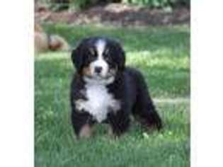 Bernese Mountain Dog Puppy for sale in Wellman, IA, USA