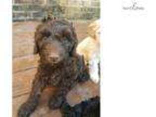 Labradoodle Puppy for sale in Wilmington, NC, USA