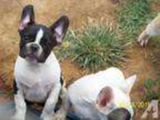French Bulldog Puppy for sale in NEW MATAMORAS, OH, USA