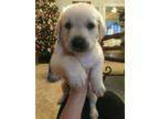 Labrador Retriever Puppy for sale in New Palestine, IN, USA