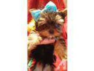 Yorkshire Terrier Puppy for sale in ROUND MOUNTAIN, CA, USA