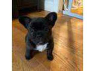 French Bulldog Puppy for sale in Warwick, RI, USA