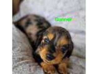 Dachshund Puppy for sale in Warrens, WI, USA