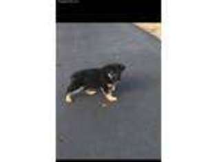 German Shepherd Dog Puppy for sale in Maryland Heights, MO, USA