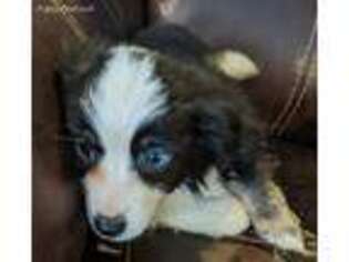 Miniature Australian Shepherd Puppy for sale in Richland Center, WI, USA