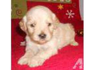 Mutt Puppy for sale in CYNTHIANA, KY, USA