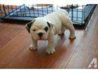 Bulldog Puppy for sale in LECANTO, FL, USA