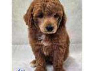 Mutt Puppy for sale in Homerville, GA, USA