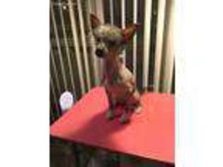 Chinese Crested Puppy for sale in Chicago, IL, USA