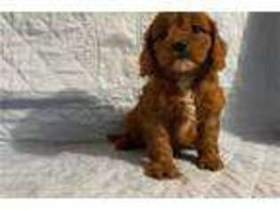 Cavapoo Puppy for sale in Tulsa, OK, USA