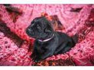 Labrador Retriever Puppy for sale in Buckeye, AZ, USA